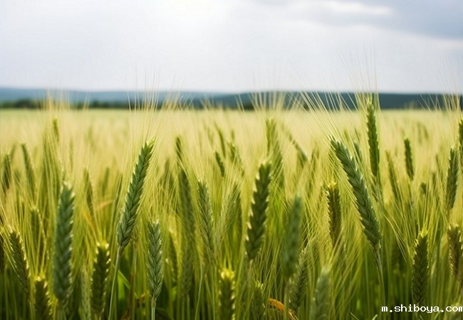 智能孢子捕捉仪特点介绍