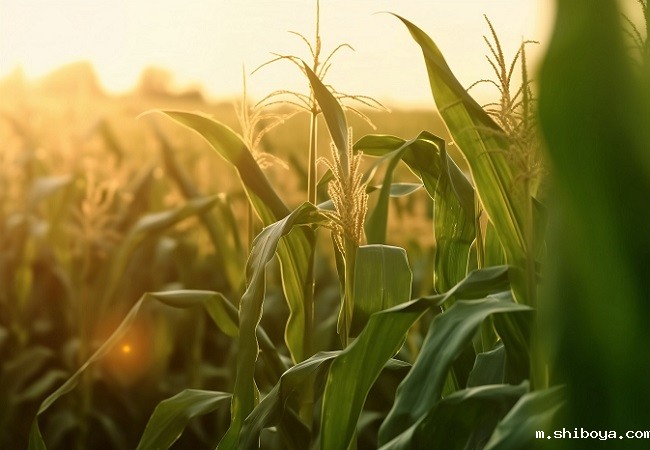 智能孢子捕捉仪组成部分介绍