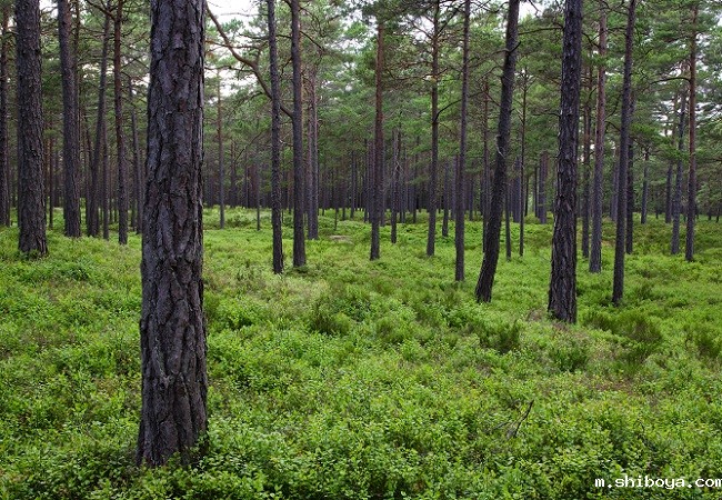 松材线虫分离器特点介绍